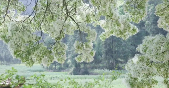 0ceca93e0e8945ac8f6a3a4529cb0853 0ceca93e0e8945ac8f6a3a4529cb0853